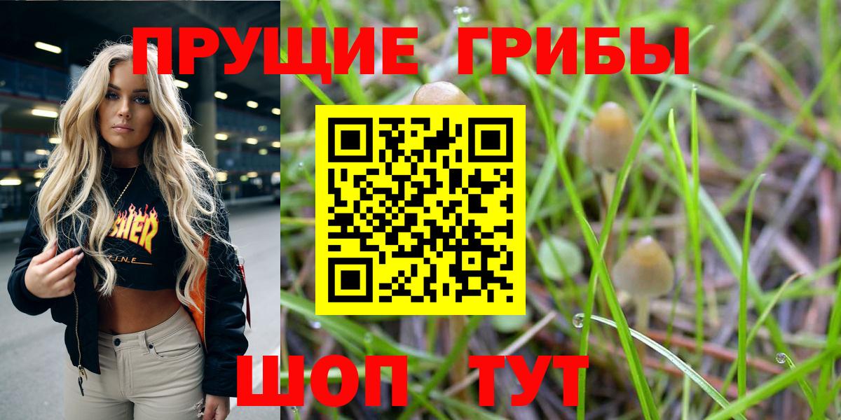 Псилоцибиновые грибы Psilocybe Каспийск